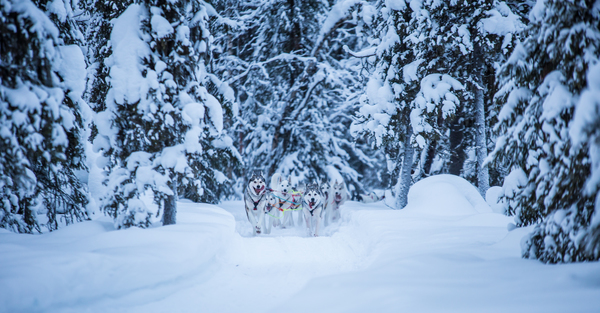 Huskie Ride into the Wilderness in Lapland